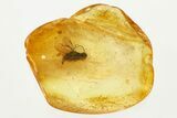 Detailed Fossil Parasitoid Wasp (Braconidae) in Baltic Amber #315315-1